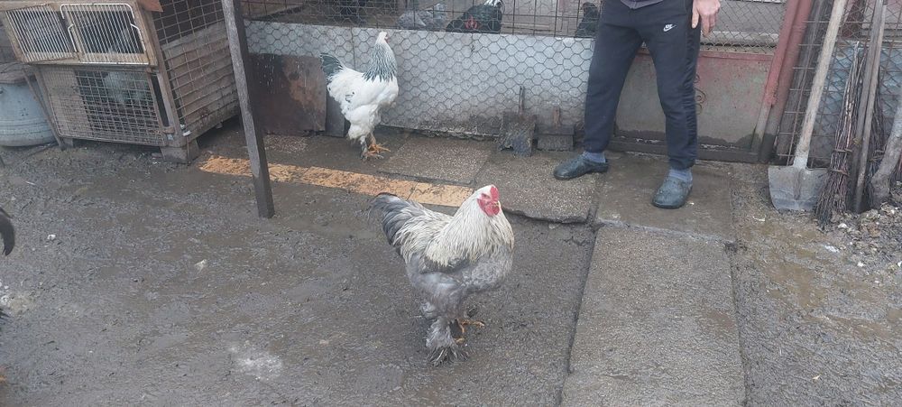 Vand perechi bratham