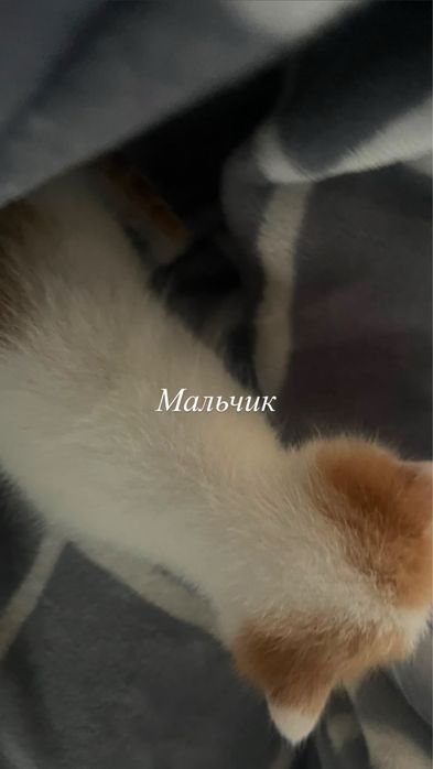 Отдам котят: девочки и мальчики