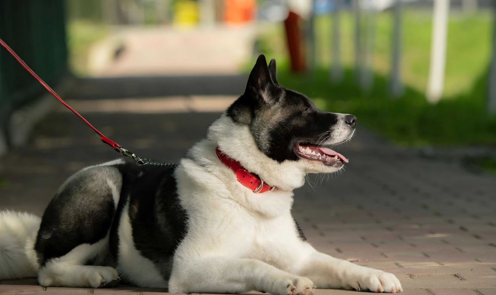 Akita American, femelă caută un nou cămin