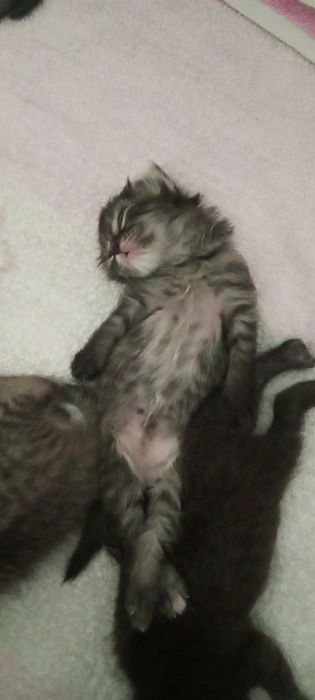 Крупный кот скоттиш Фолд для вязки