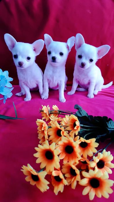 Продается девочка чихуахуа