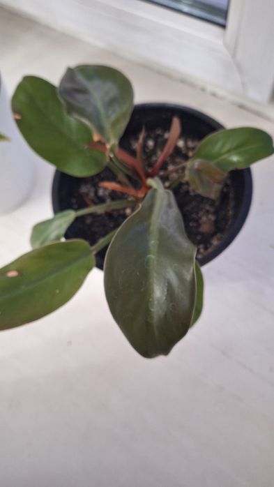 Продаются цветы.Филодендрум.