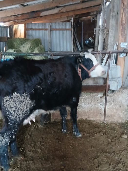 бузаулы сийр сатылады