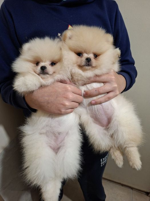 Померан малък шпиц момичета