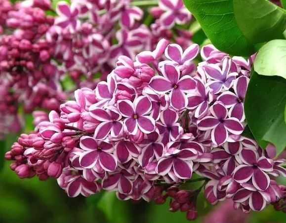 Liliac parfumat rosu,roz,galben-50 gratis+25 gratis