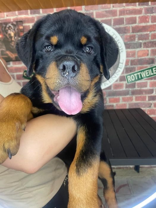 Pui Rottweiler mascul cu pedigree