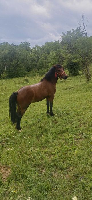 Cal de 2 ani castrat mai multe detalii la tel