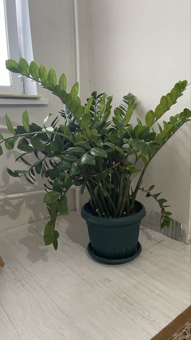 Продам дерево комнатное