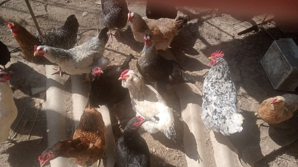 Куры домашние , продам