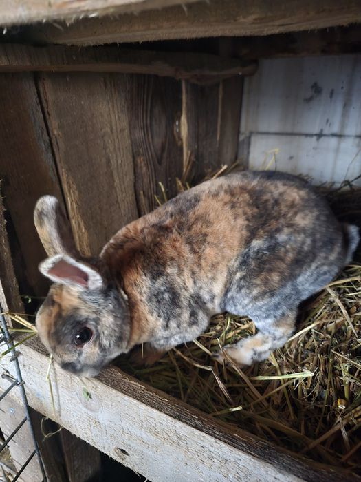 Iepuri fluture german