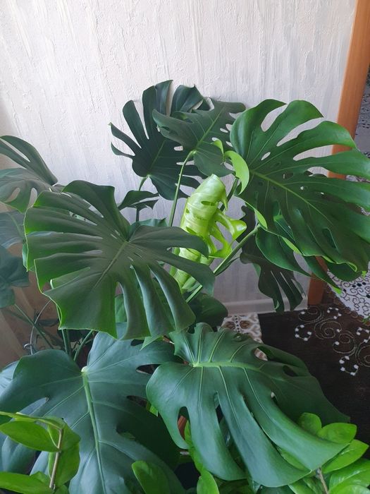 Цветок Монстера продам