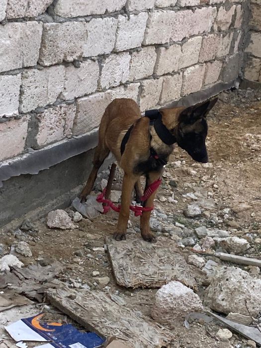 Малинуа Белгиская овчарка