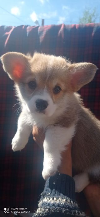 Предлагаю щенков корги-пемброк!!!