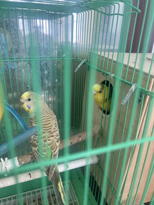 Продается попугай волнистые