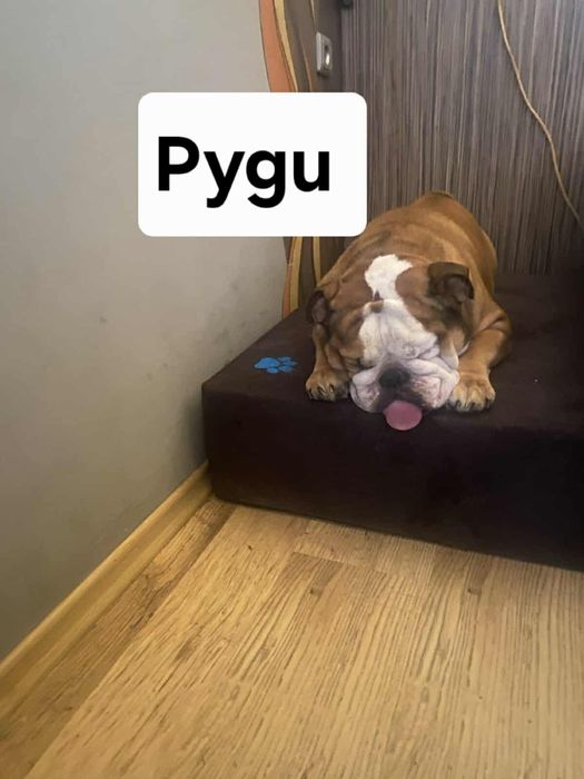 Изработваме МАТРАК -СТЪПАЛО    за кучета