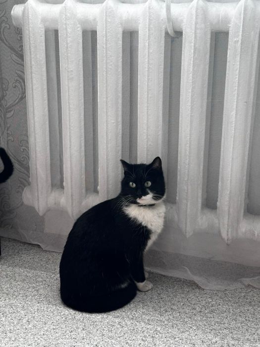 Отдам кошку в хорошие руки