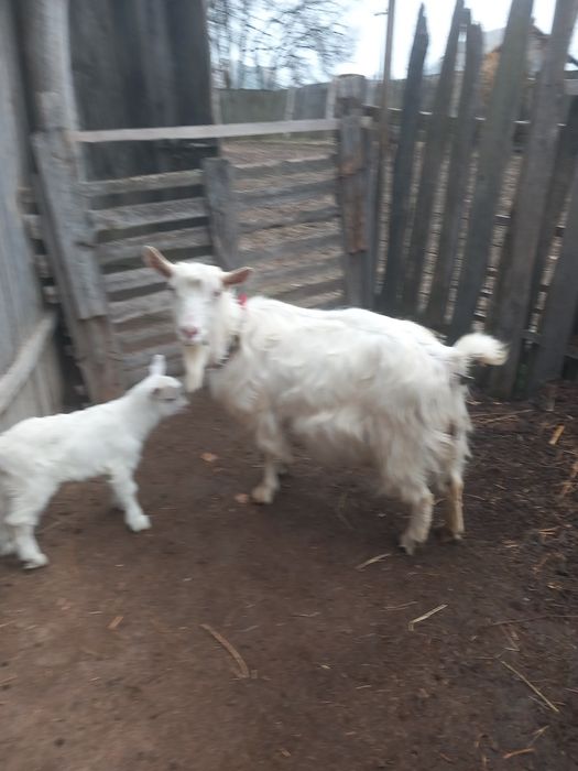 Vând capră albă de Banat împerecheat cu sanin Elvețian  cu iadă