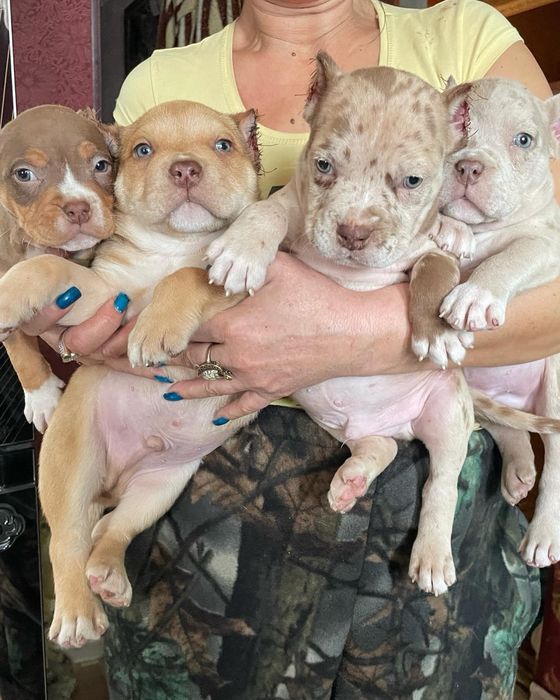 Американский булли