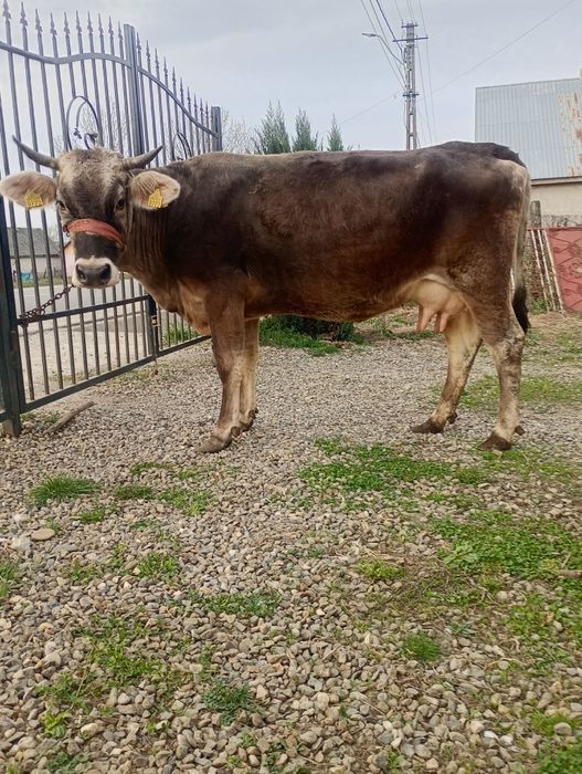 Vând vaca la a doua fătare fătată recent