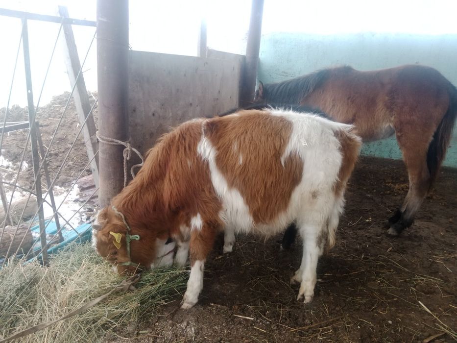 Баспақтар жабағы сатылады