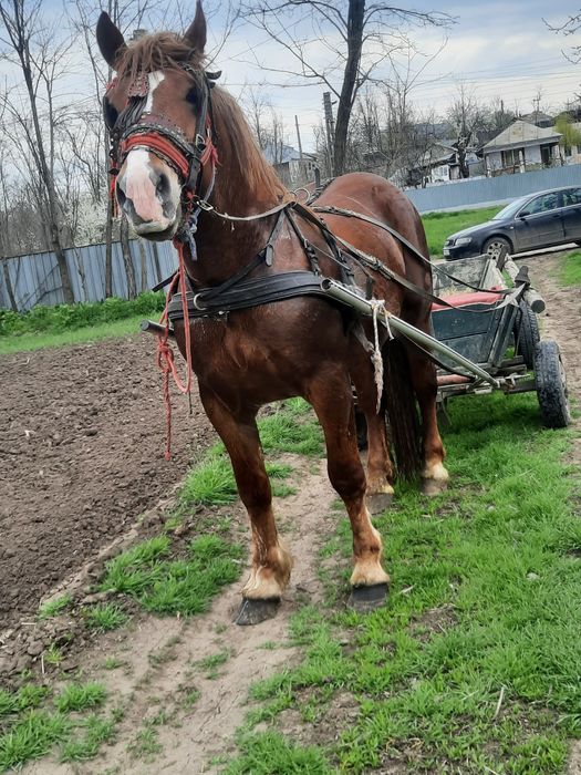Vând mănz 3 ani metis de semigreu cu perșeron.