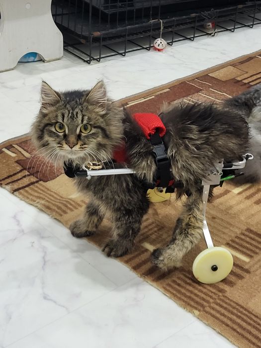 Инвалидная коляска для кошки