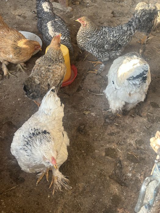 Xuroz va Tavuglar sotiladi narxi kelishiladi