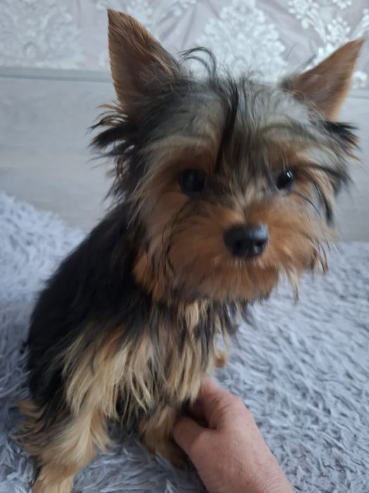 Продаю клубного щенка йорка