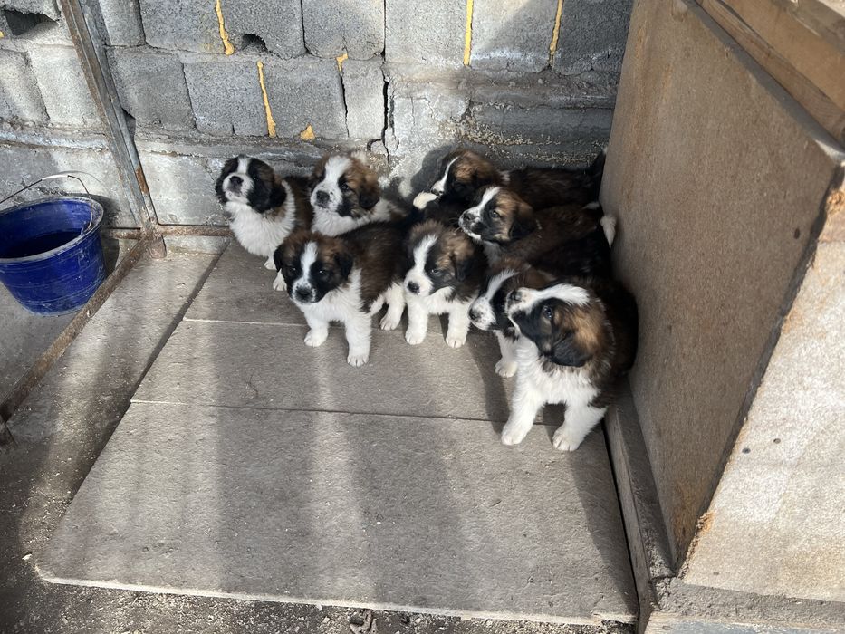 Московская сторожевая щенки