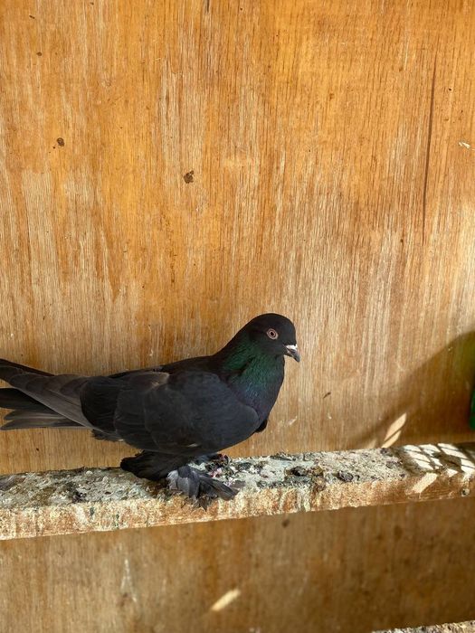 Черный Голуб кафтар кора кабутарлар