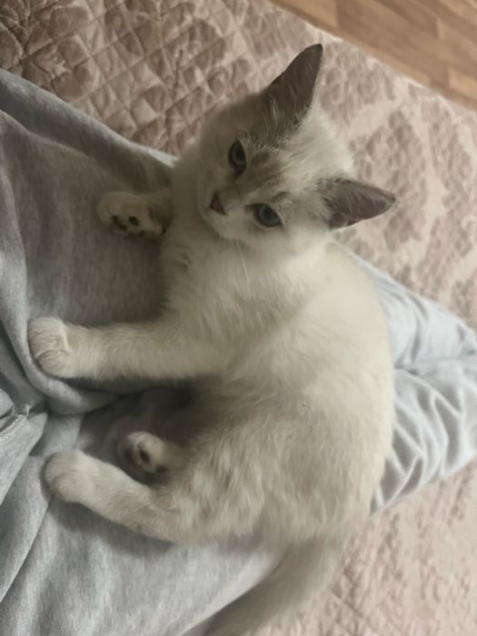 Котенок девочка 3-месяца