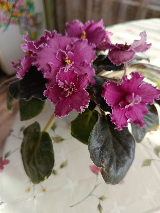 Фиалка комнатная