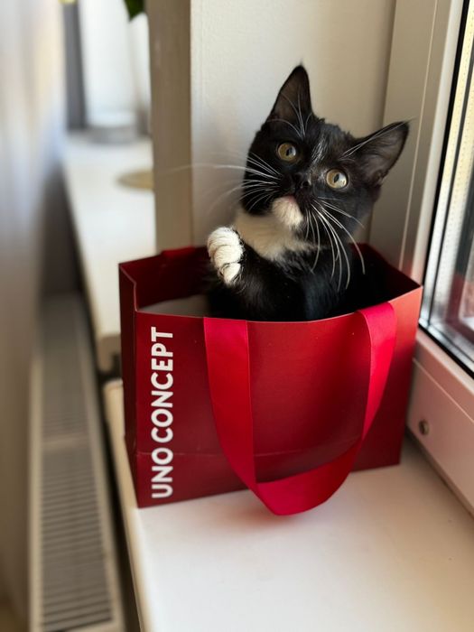 Отдам в добрые руки