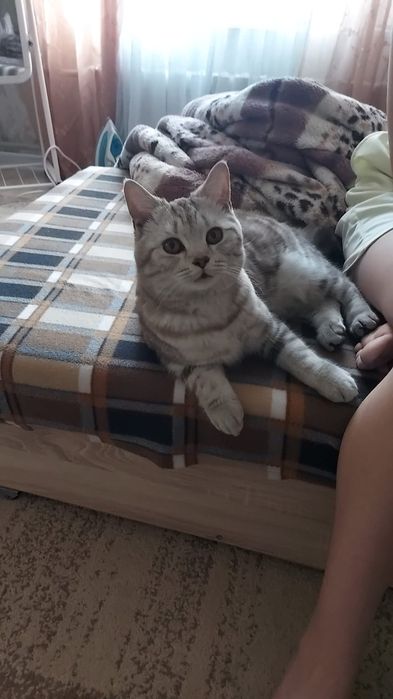 Ласковый котик в добрые руки