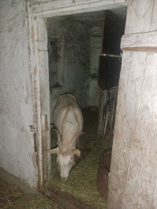 Продается коза, дойная. 6 лет . 100к