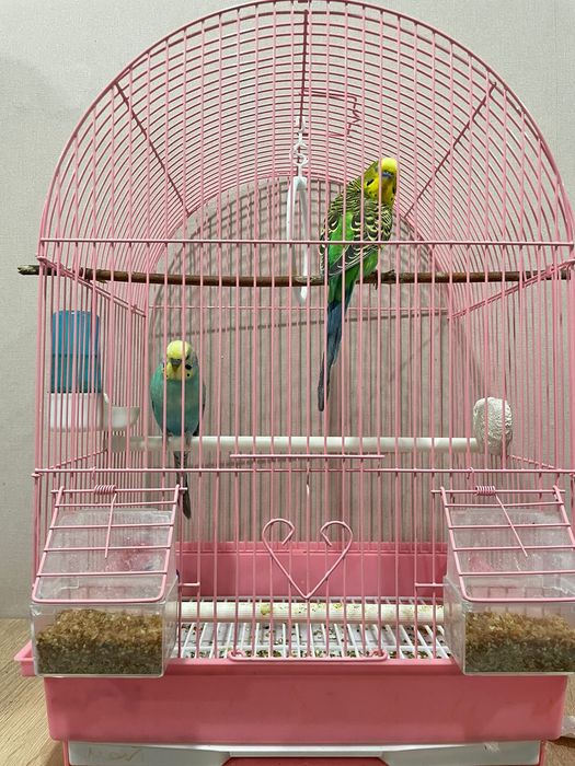 Продам волнистые попугаи