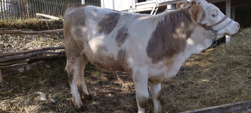 Când o vițea de 6 luni crescută bio, din zona de deal