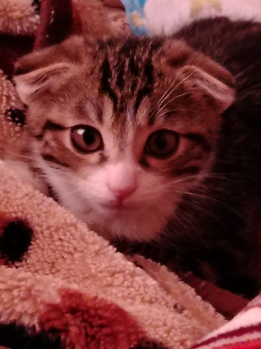 Кошка имя барсик