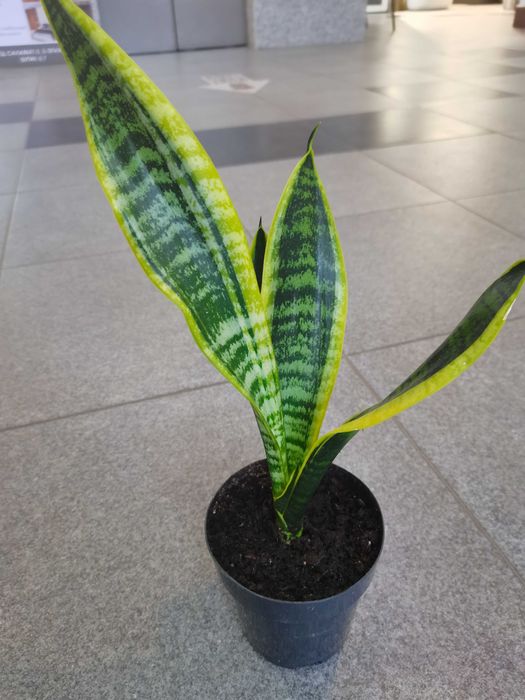 Комнатные цветы  сансевиерии, в ассортименте