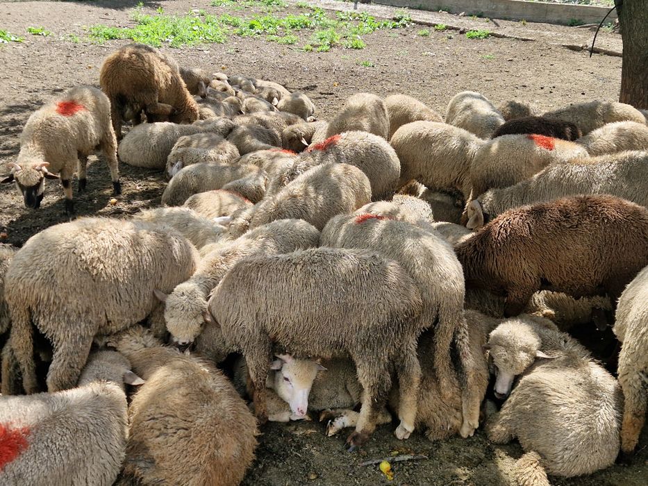 Miei de vânzare merinos și țigaie