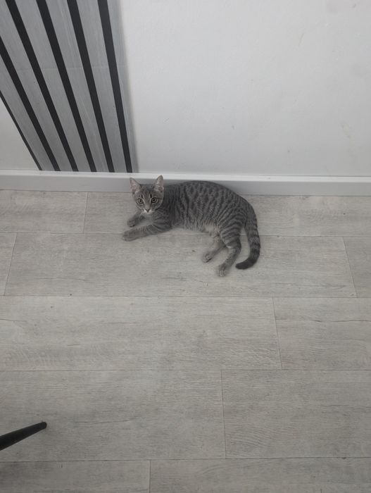 Отдам котенка в хорошие руки