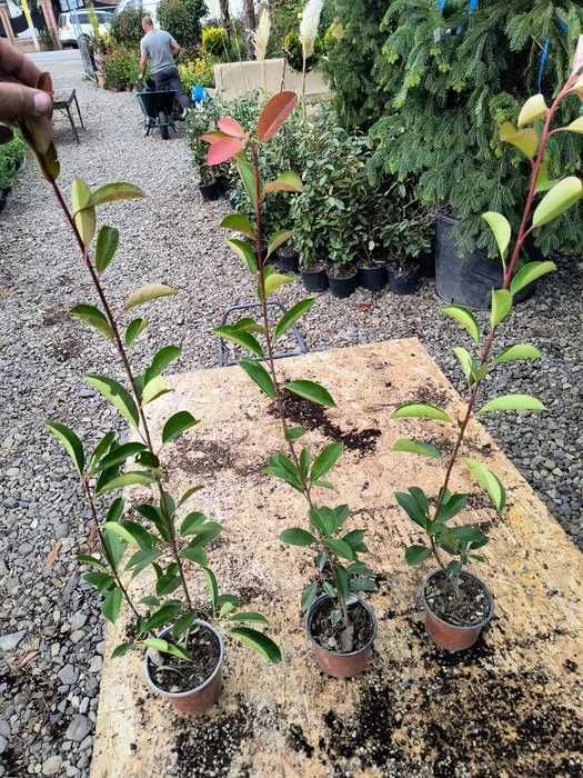 Photinia red robin 40cm /70cm