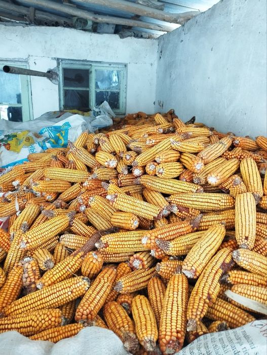 120 кунлик маккажухори