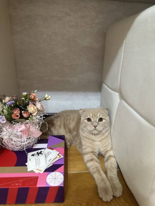 Продам Кота Скотиш Фолд
