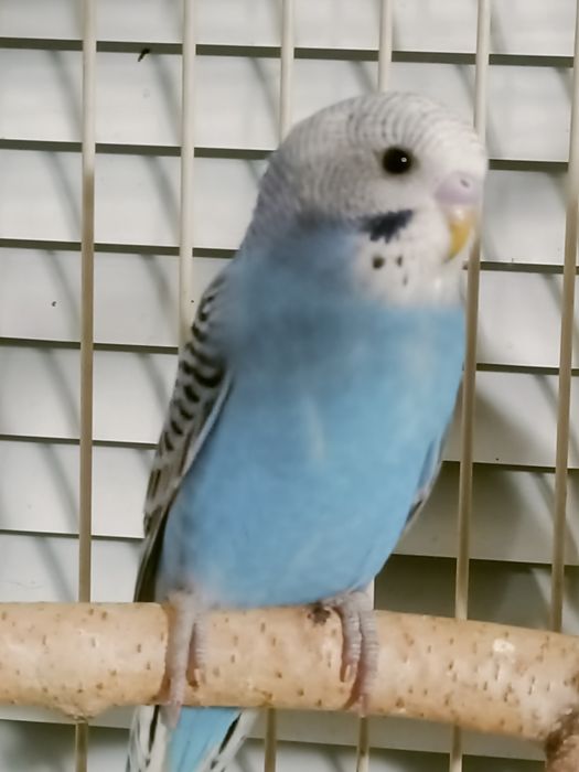 Волнистые попугаи.