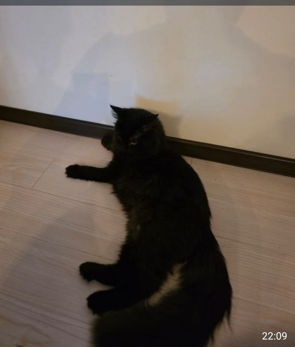 Котик,срочно в хорошие руки