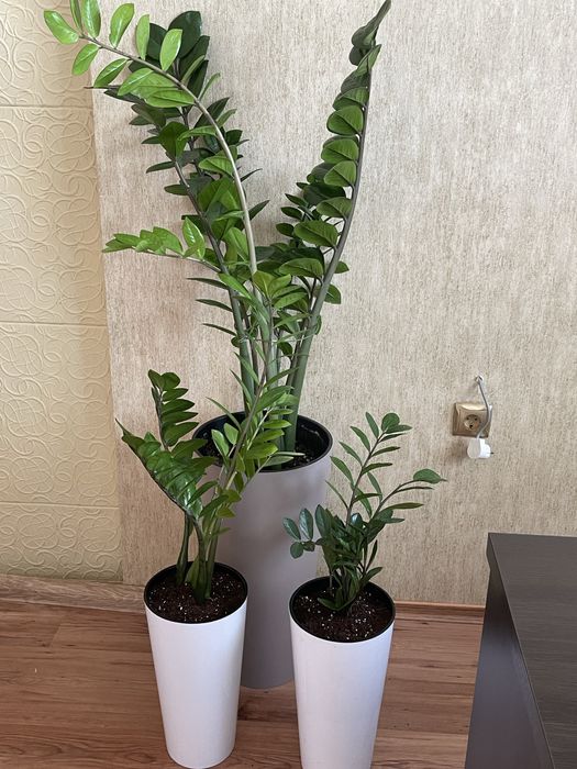 Комнатные цветы для души