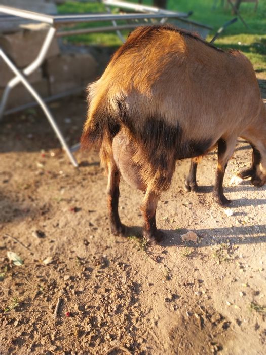 Vând o capra alpin franceza