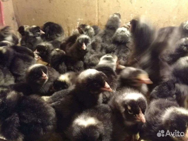 Цветной бройлер.