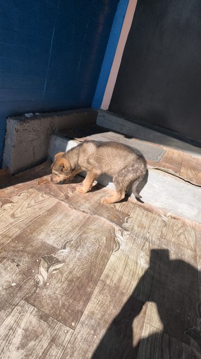 Отдам щенка, девочка